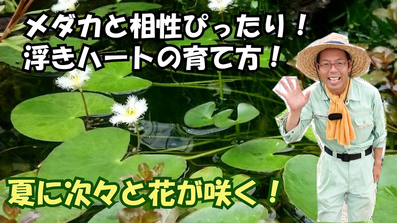 Growing lotus from seed. - YouTube