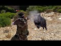 Hunting Wild Boar: PART 2-Season 2022 || احاشة صيد الخنزير البري - مدينة الخميسات -