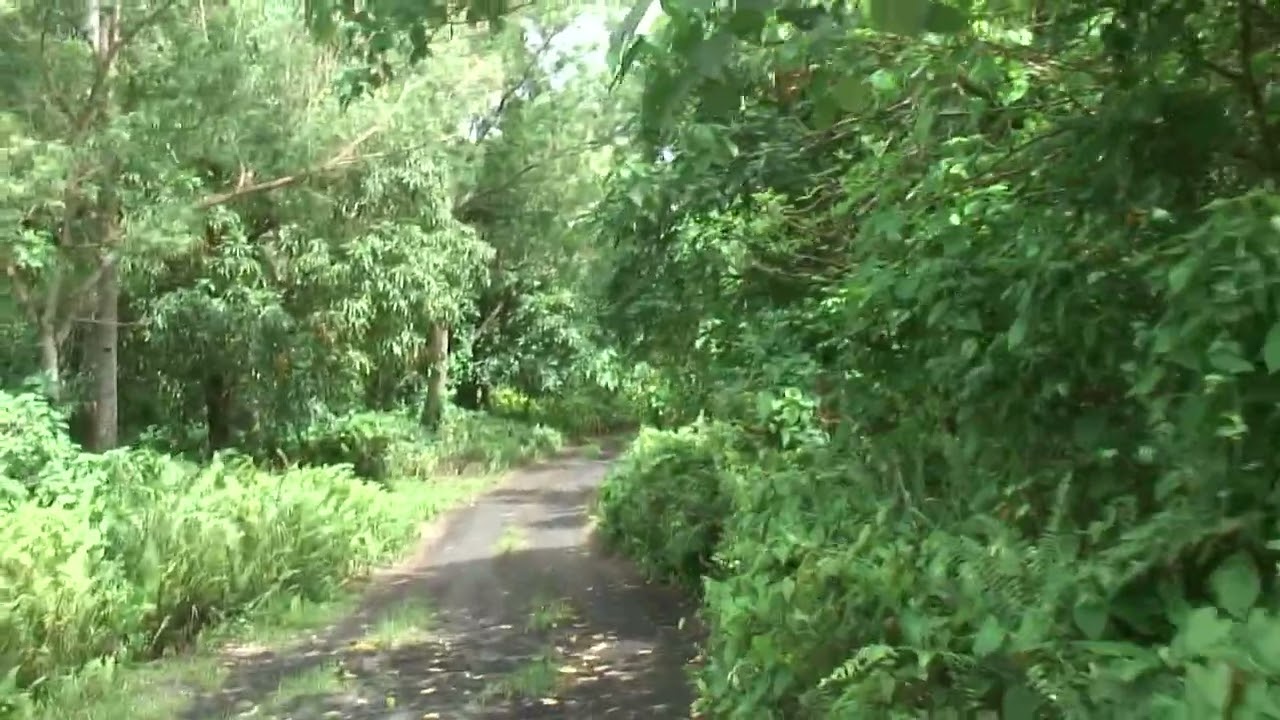 The Ultimate Off-Road Test: 4WD Thru the Ambrym Jungle 🛻🌴