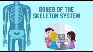 bones of skeleton system | science | STEAM Learning