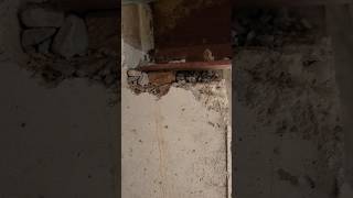 No bearing load bearing support beam
#fail #construction #build #carpenter #framer #framing
The builder must have forgotten to finish off the work in this 30 year old house. lucky it hasnt moved. there is another beam down here the same way. We will fix it up before we close it in. No bearing load bearing support beam