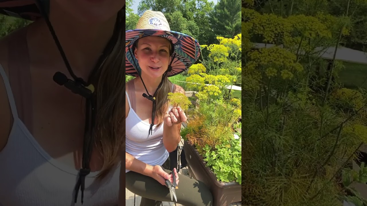 Обрезайте цветки укропа! Советы по выращиванию укропа 