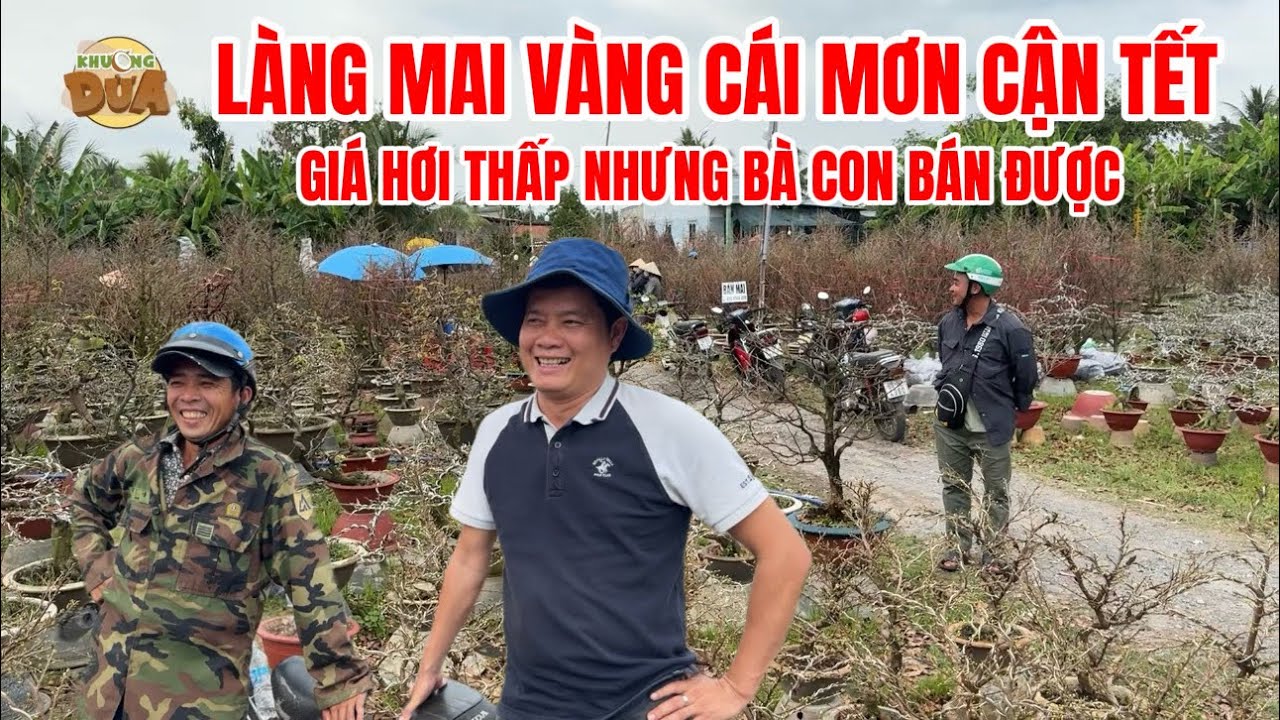 Làng mai vàng Cái Mơn cận Tết 2026, giá tại vườn thấp hơn mọi năm nhưng bà con bán được| Khương Dừa