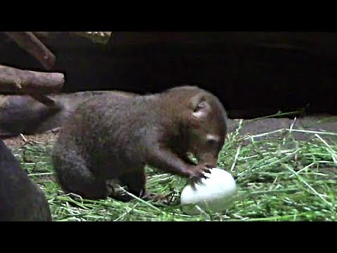 camera iphone 8 plus apk 卵を割って食べるコビトマングース （上野動物園）Dwarf Mongoose breaks eggs and eats