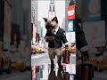 Bussines Cat #ai #shorts