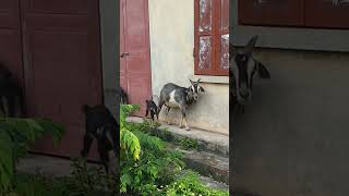 Tiếng Kêu Của Dê Con Và Dê Mẹ Gọi Nhau