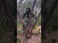 Werewolf Chase In Real Life ЁЯШп Shorts Werewolf Werewolf Chase In Real Life ЁЯШп Shorts Werewolf