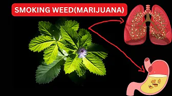 2 MINUTE EXPLAIN IN What Happens To Your Body When Smoking Weed