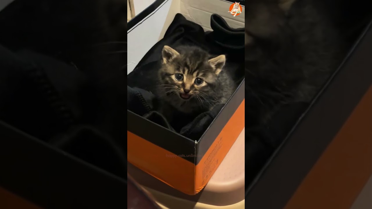 Funny Cats😀Happy Cats Unlimited TV Song 