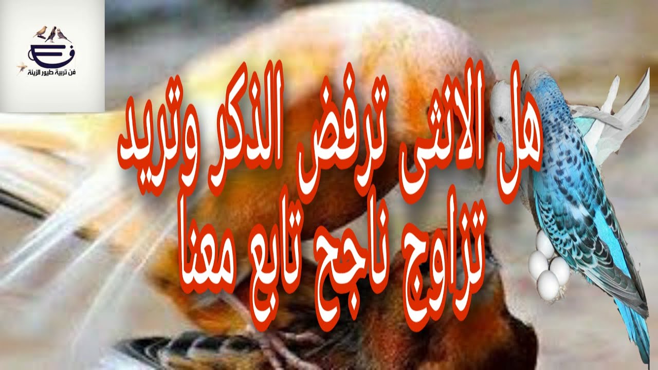 انثى الكناري تقتل الذكر كيف اجعل تقبل به