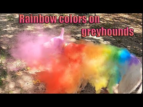 *Rainbow* Color run powder on greyhounds