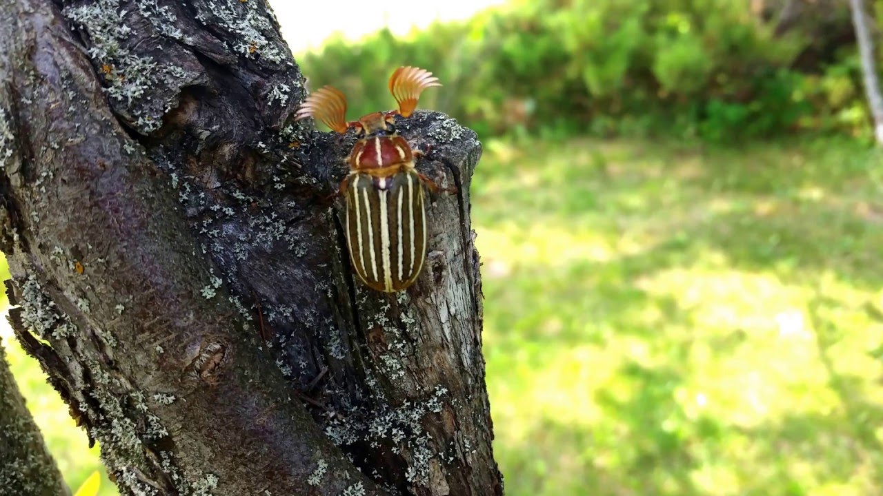 June Bug Dancing YouTube