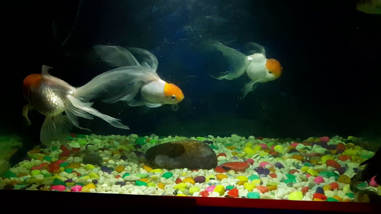Curated visual reference: My Goldfish Aquarium Big Goldfish Photo Inspiration