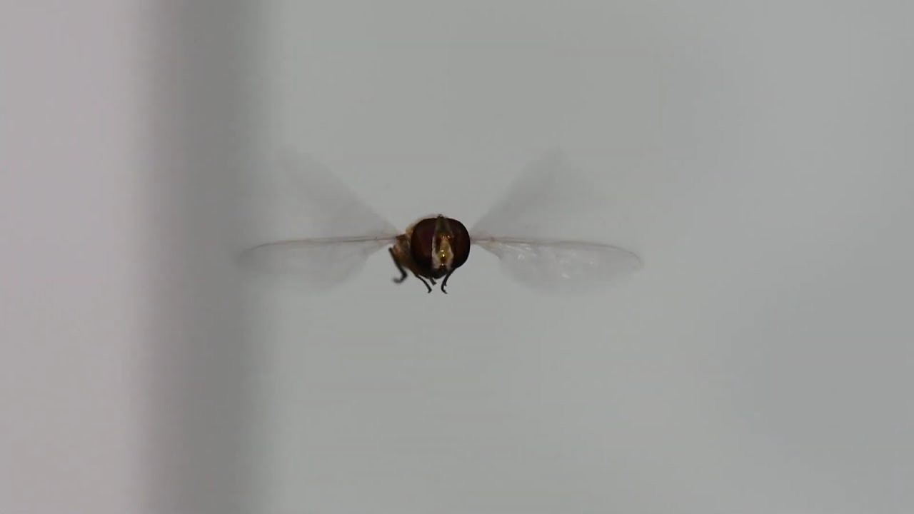 Syrphe en vol stationnaire