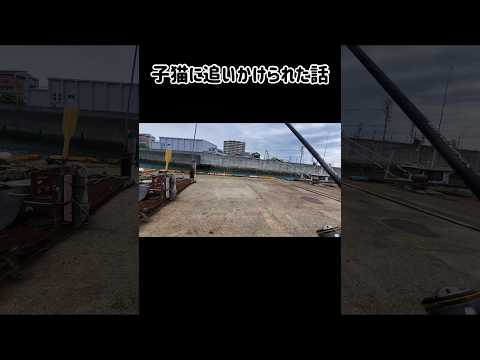 子猫に追いかけられた話#猫 #子猫 #動物 #可愛い猫 #cat