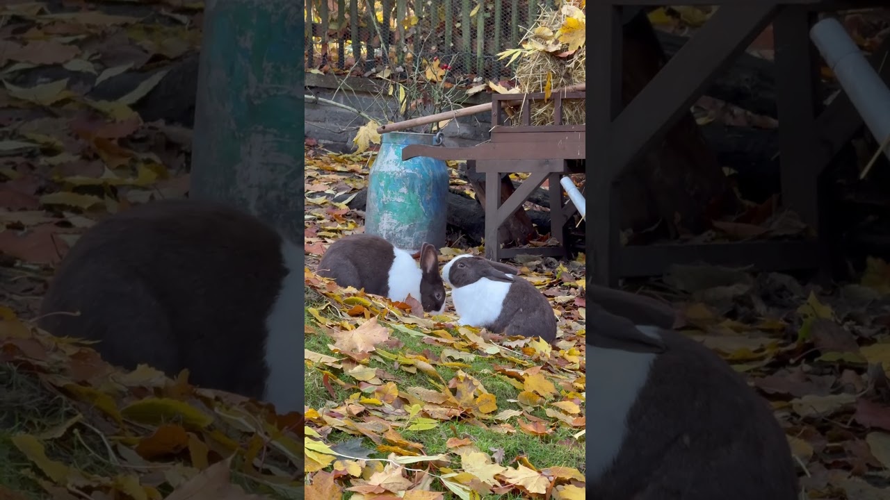 Friendly rabbits. Дружелюбные кролики.Freundliche Kaninchen. 