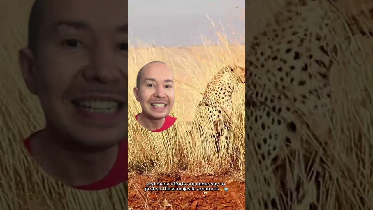 Cheetah Conservation: Save the Fastest Cats! 🐆🌍