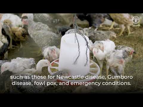 AMR Farmyard &ndash; Practitioner video on the farmer