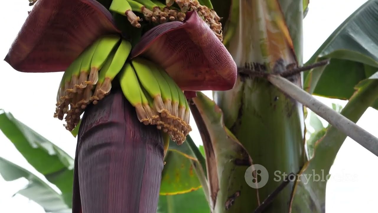 TOP 5 Plants That Grow IN HOURS (wait for #1)🌱