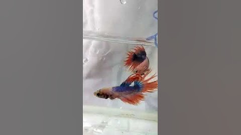 Betta đuôi tưa
