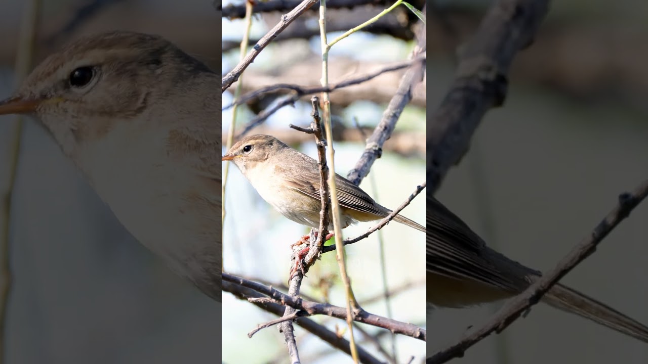 Пеночка Бурая - Голос #2 ♫ 