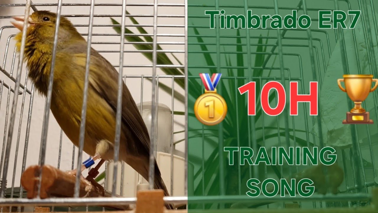 Champion 🏆🥇 - Canary Training Song - 10 h - Timbrado Español Clásico Original 17_12 - Full Video