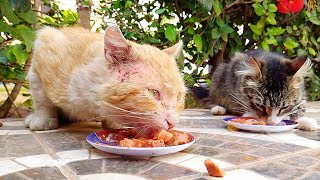 Feral cat defends its food from all stray cats except its female cat