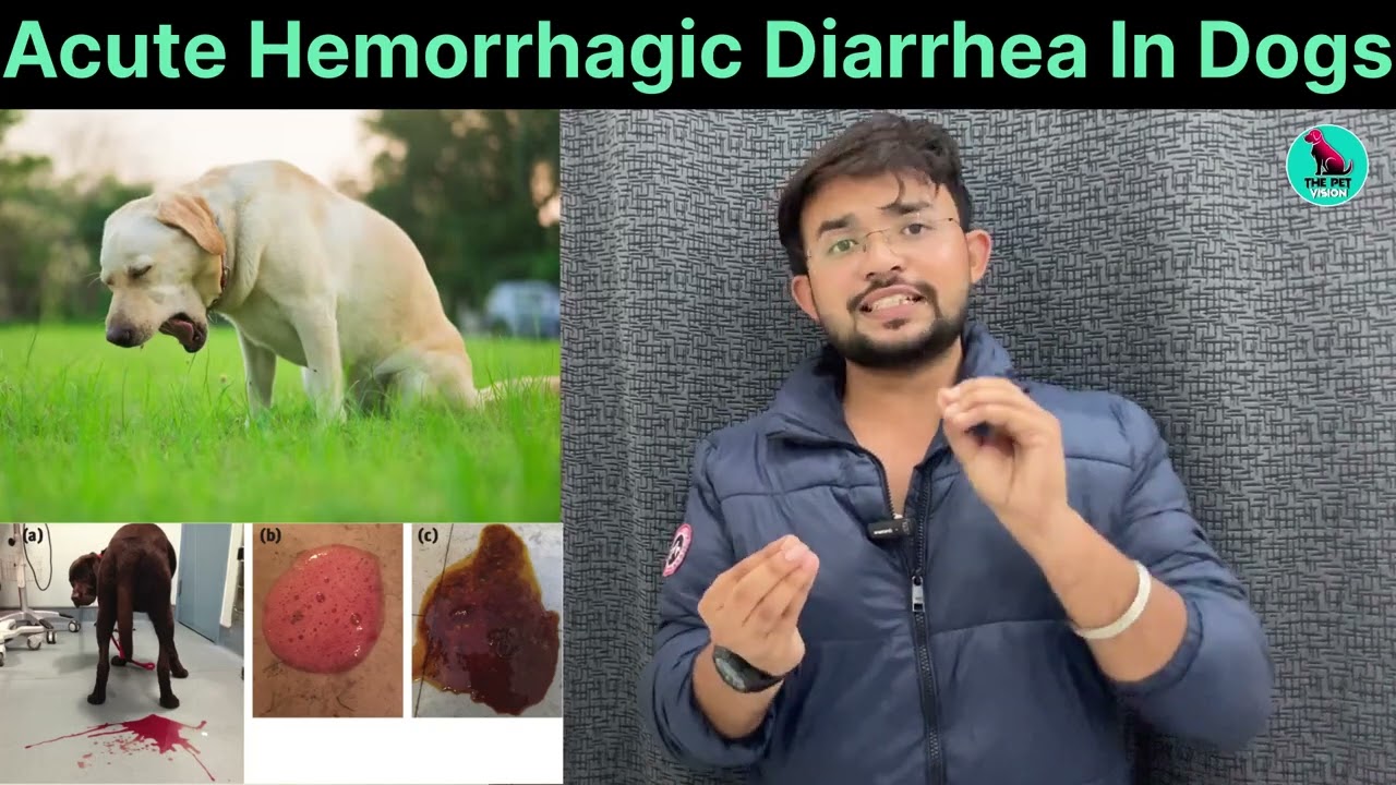 Острая геморрагическая диарея || Собаки и кошки (рвота и диарея) || Диагностика и лечение 