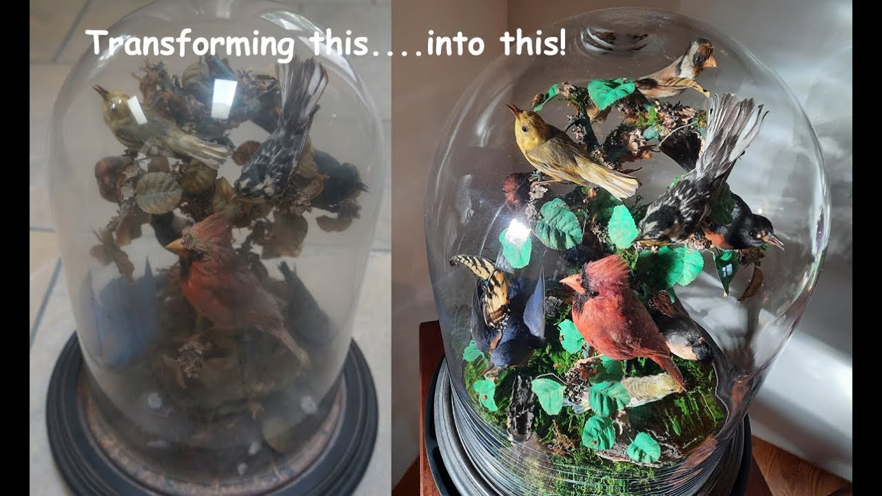 Restoring an Antique Bird Parlor Dome