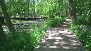 Guided Relaxation and Meditation: The Peaceful Forest