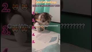 #interesting #foryou #funny #cat #funnyvideo #fyp #comedy #mischief Funny Cat Compilation.Hahahaha