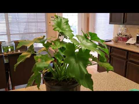 MY NEW HOPE PHILODENDRON PLANT | DONNA JOSHI - YouTube