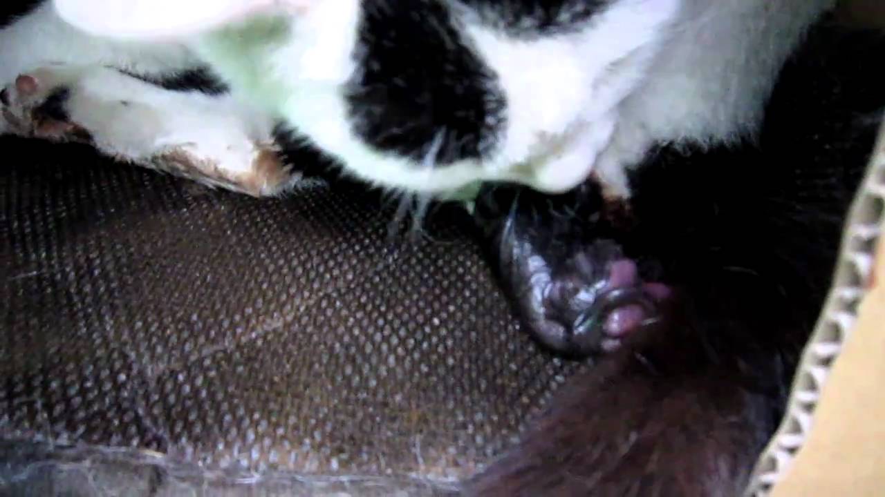 Stray cat gives birth in our balcony 1/5 YouTube