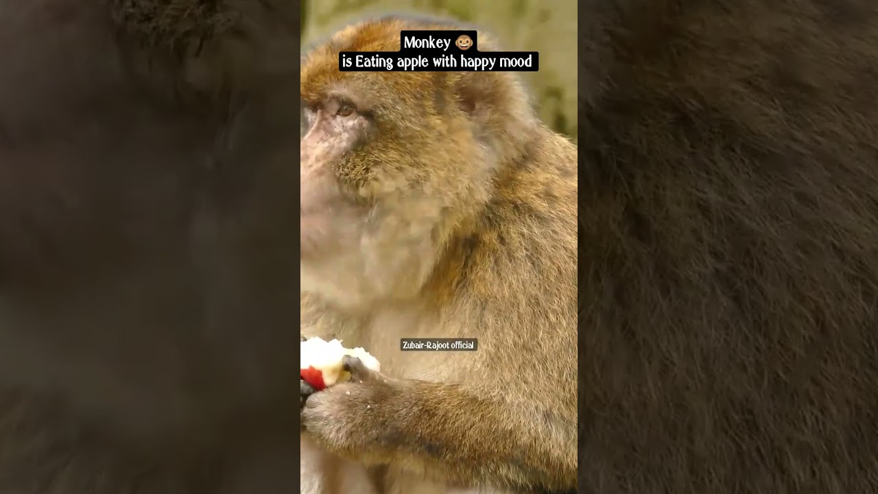 monkey is eating Apple 🍎 with happy mood