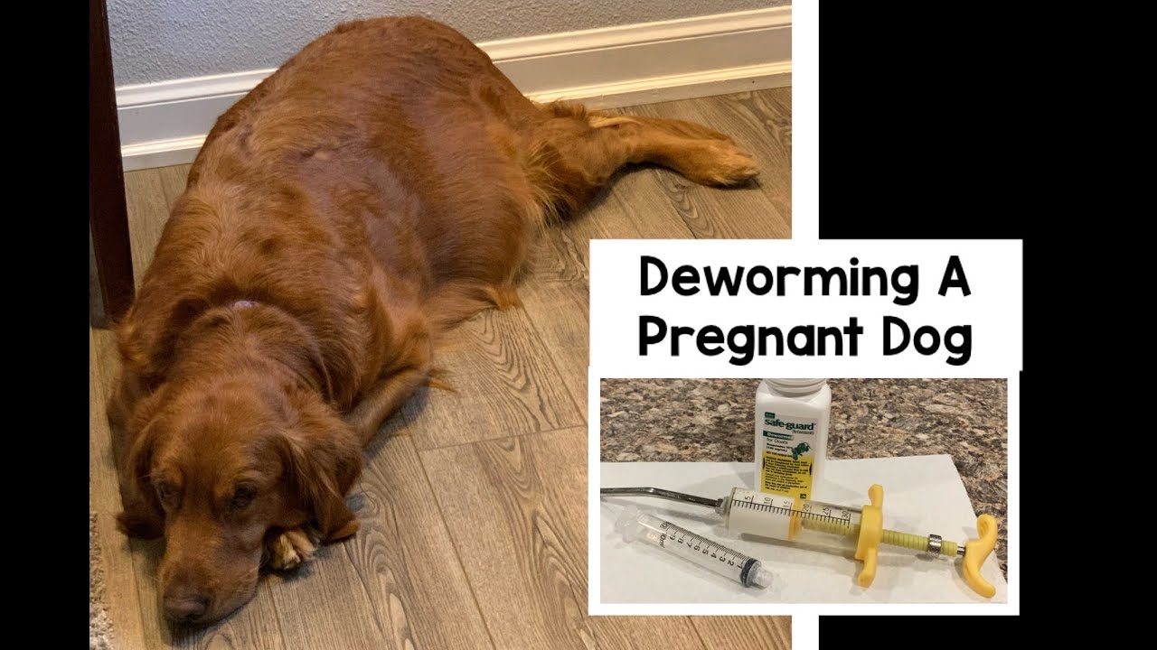 Deworming Pregnant Dog - YouTube