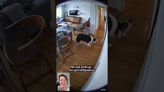 Collie Herds Tiny BLIND Kitten Down the Hallway 🥺🐈 #shorts #Collie #cctv