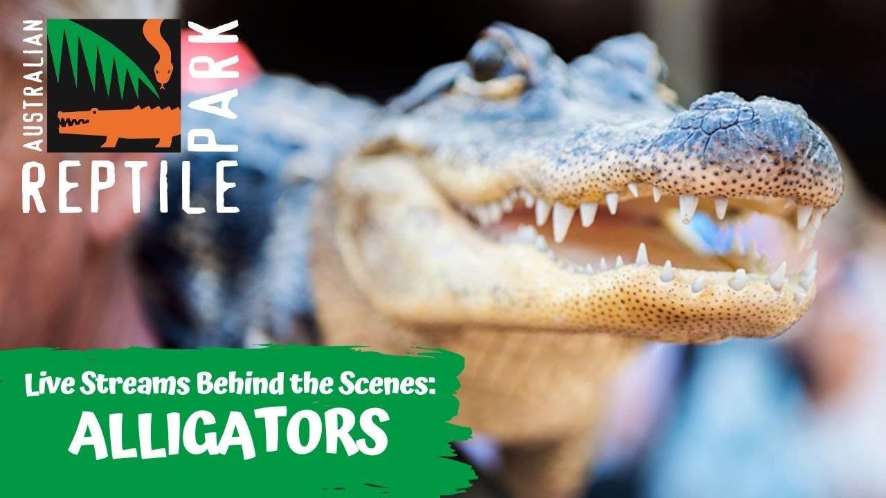 LIVE WITH ALLIGATORS | AUSTRALIAN REPTILE PARK - YouTube