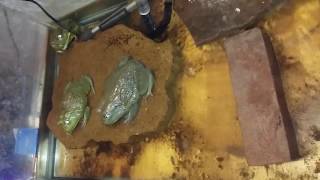 Giant Pixie Frog Water Set Up