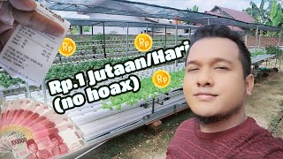CARA PEMASARAN HASIL PANEN SAYUR HIDROPONIK (Part 1)
