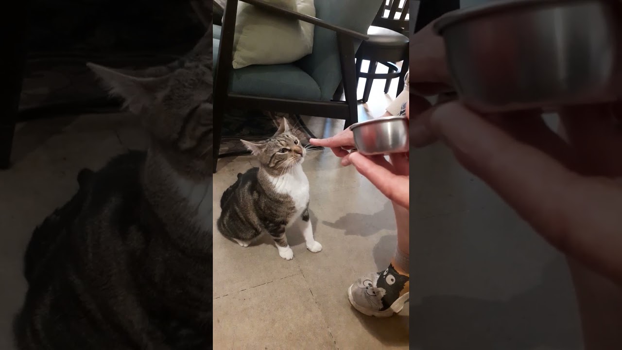 YouTuber Treff im Katzenkaffee