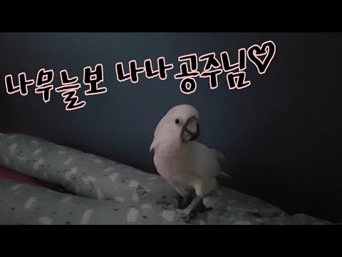 어리버리 <strong>앵무새의</strong> 배변 가리기&amp;amp; 발정행동  배변훈련