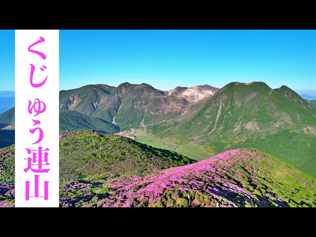 Kuju Mountains] Miyamakirishi flowers in full bloom! Climbing Mt