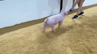 50-5 Chester gilt