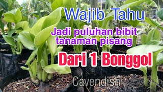 Cara pembibitan tanaman pisang dari 1 Bonggol menjadi puluhan bibit