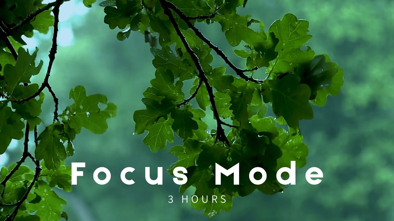 Focus Rain Sounds for Studying (3 Hours) | Calm Forest Rain