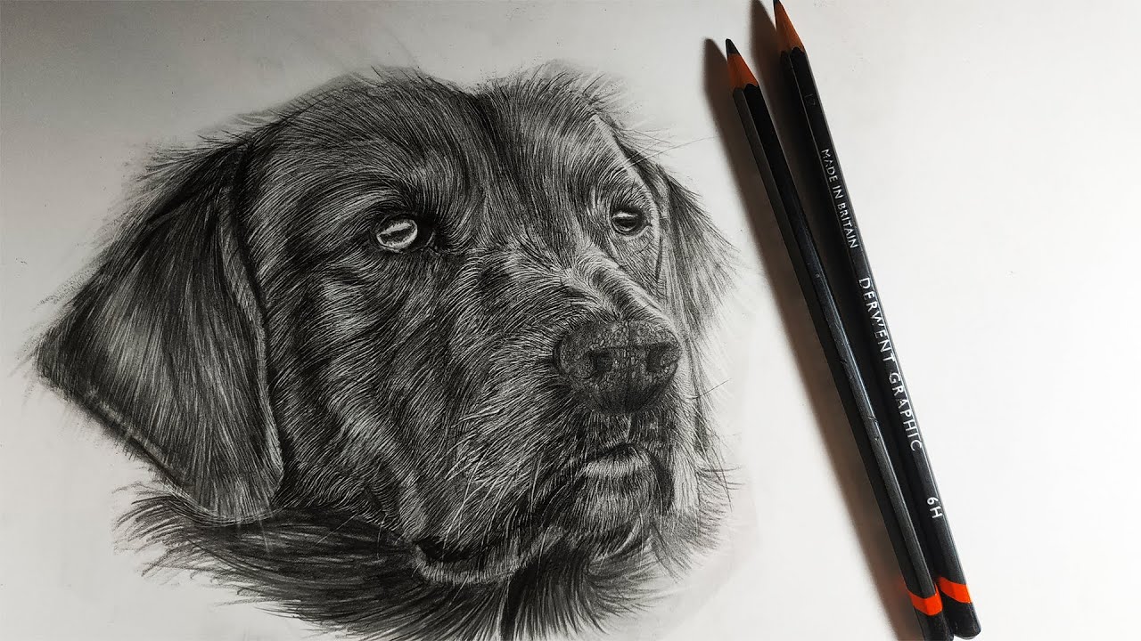 Realistic dog drawing time lapse