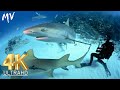 🦈 4K Shark Paradise 🦈 Undersea Nature 🦈 Calm Relaxing music 🦈