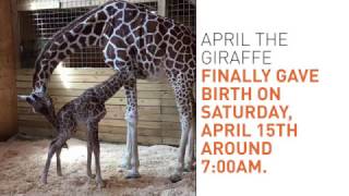 A look back at April the giraffe