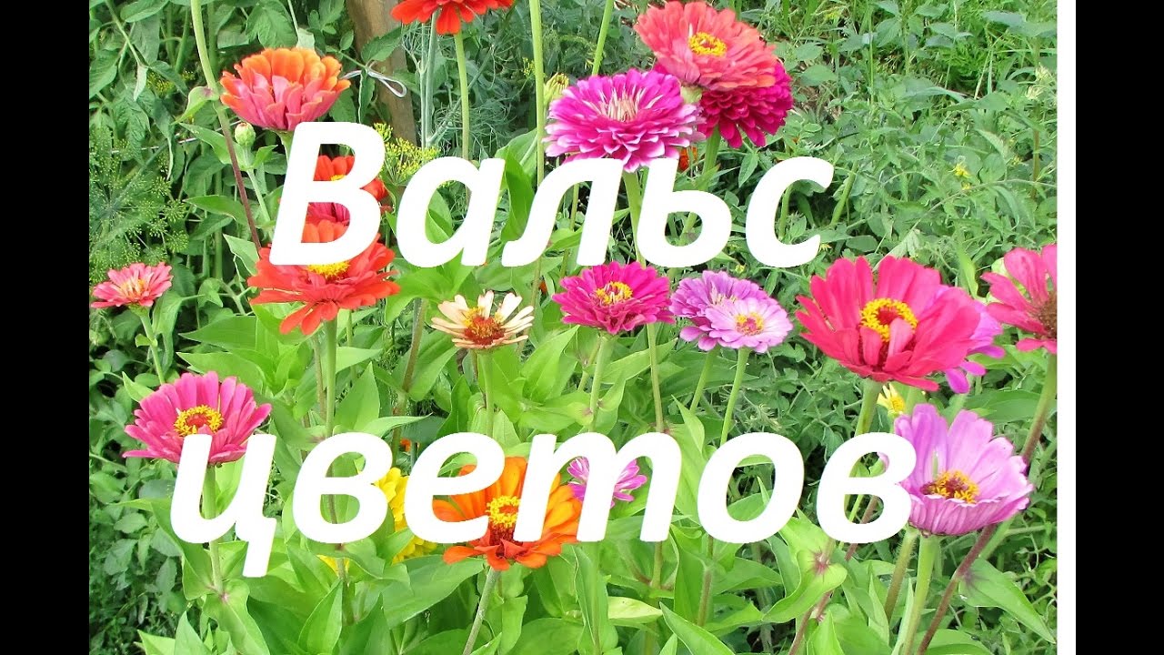 Поздравление Вальс Цветов