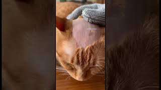 "ASMR With Hairless Cat to Relax... Fall Asleep in Minutes 🐱💤"